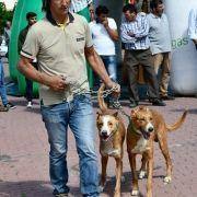 matilhas 2019 77 matilhas 2019 77