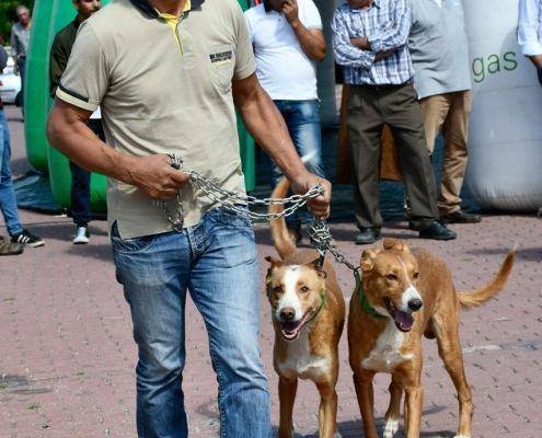 matilhas 2019 77 matilhas 2019 77