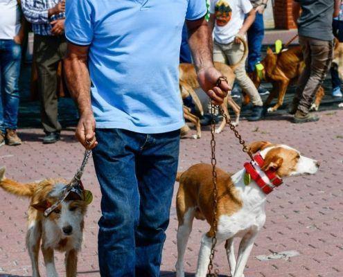 matilhas 2019 78 matilhas 2019 78