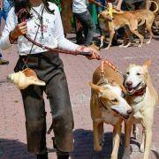 matilhas 2019 79 matilhas 2019 79