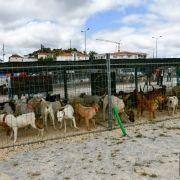 matilhas 2019 8 matilhas 2019 8