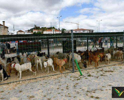 matilhas 2019 8 matilhas 2019 8