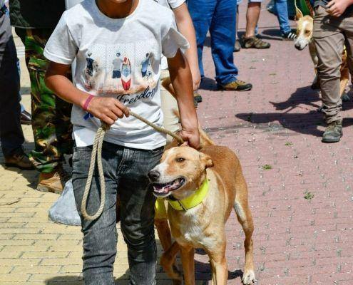 matilhas 2019 80 matilhas 2019 80