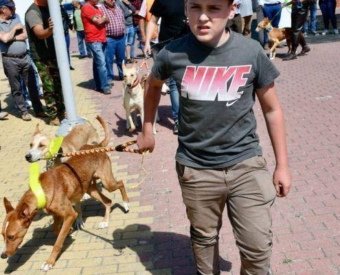 matilhas 2019 81 matilhas 2019 81