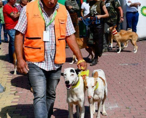 matilhas 2019 83 matilhas 2019 83