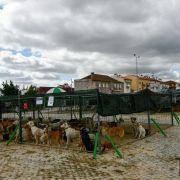 matilhas 2019 9 matilhas 2019 9