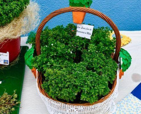 santos populares 2019 52 santos populares 2019 52